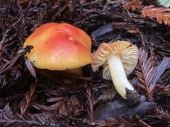 Hygrocybe laetissima