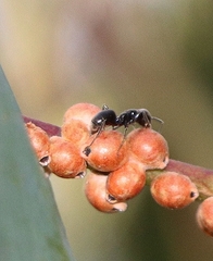 Eriococcus coriaceus