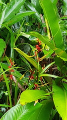 Heliconia richardiana