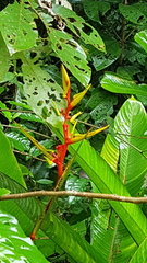 Heliconia richardiana