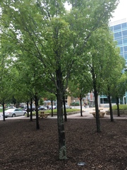 Acer