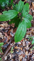 Miconia conglomerata