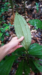 Miconia conglomerata