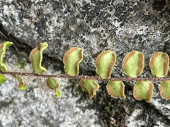 Pellaea rotundifolia