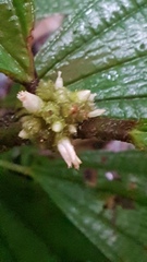 Miconia conglomerata