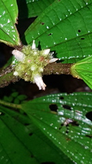 Miconia conglomerata