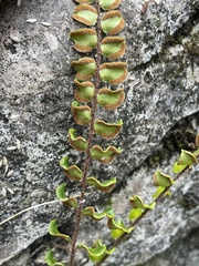 Pellaea rotundifolia
