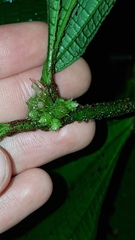 Miconia conglomerata