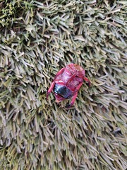 Anoplognathus olivieri