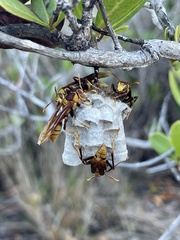 Polistes major major