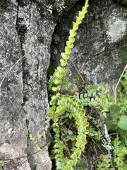 Pellaea rotundifolia