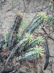 Euphorbia nesemannii