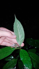 Palicourea glabra
