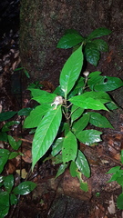 Palicourea glabra
