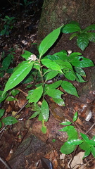 Palicourea glabra