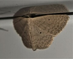 Scopula optivata