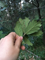 Quercus castanea