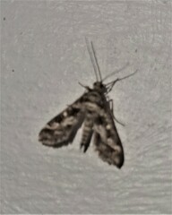 Diasemiopsis ramburialis