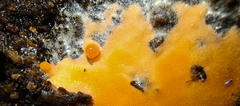 Isotomurus