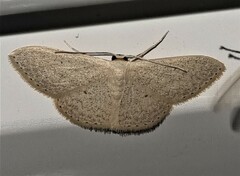 Scopula optivata