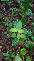 Miconia aphanantha