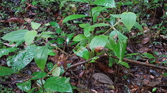 Miconia aphanantha