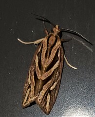 Meyrickella torquesauria