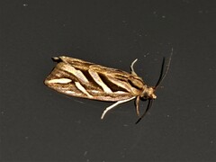 Meyrickella torquesauria