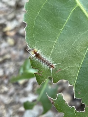 Halysidota cinctipes