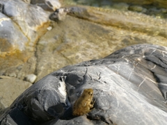 Rana italica