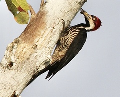 Campephilus melanoleucos