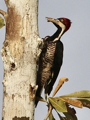 Campephilus melanoleucos