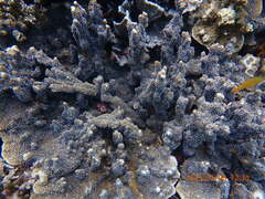 Montipora