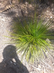 Xanthorrhoea platyphylla