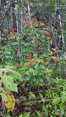 Palicourea crocea