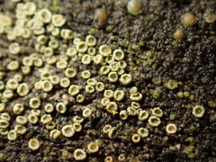 Candelariella aurella