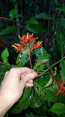 Palicourea crocea
