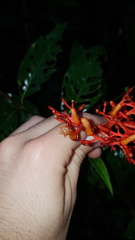 Palicourea crocea