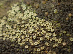 Candelariella aurella