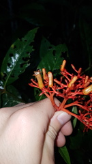 Palicourea crocea