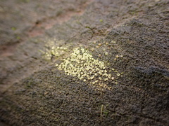 Candelariella aurella