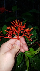 Palicourea crocea