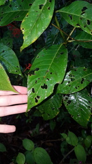Palicourea crocea