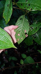 Palicourea crocea