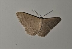 Idaea philocosma