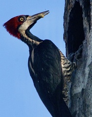 Campephilus melanoleucos