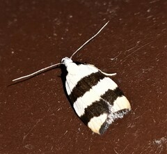 Zonopetala divisella