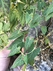 Gonolobus arizonicus