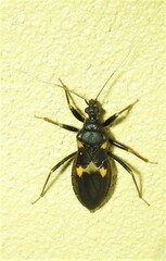 Horcinia distincta
