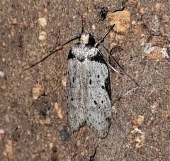 Philobota transversella